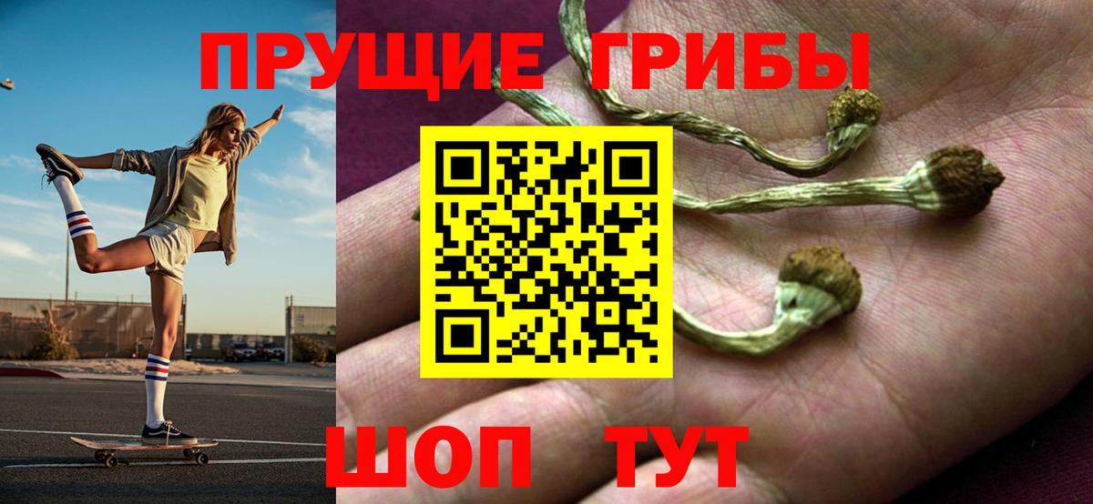 Галлюциногенные грибы Psilocybe Полысаево